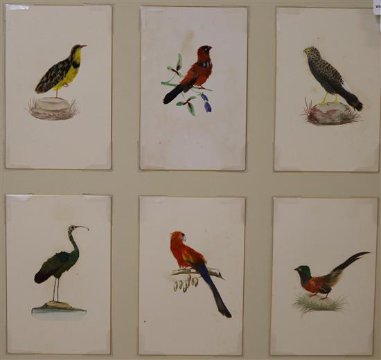 A set of 24 watercolour and featherwork small pictures of exotic birds, mounted in four frames
